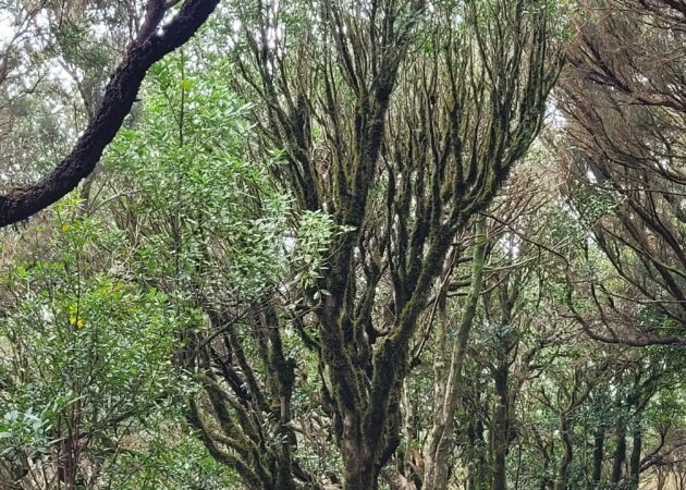 Anaga - Punta de Hidalgo