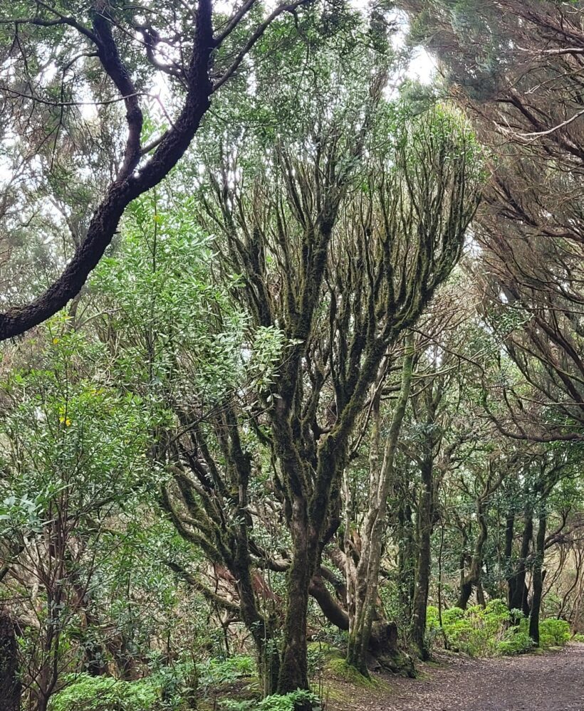 Anaga - Punta de Hidalgo