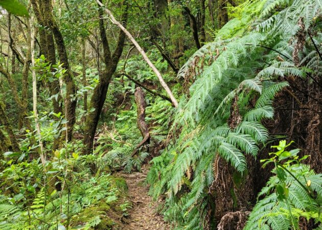 Anaga - Punta de Hidalgo