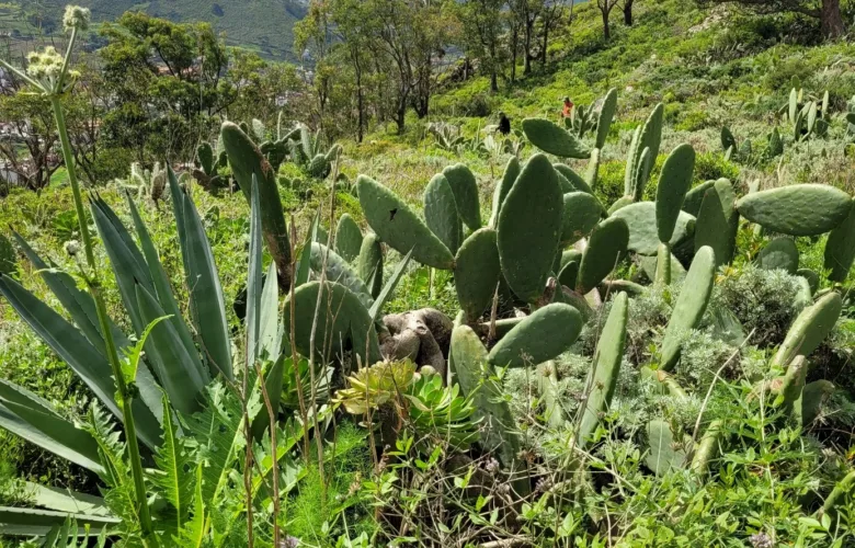 Anaga Tequeste
