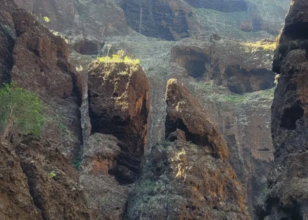 Teno Masca barranco