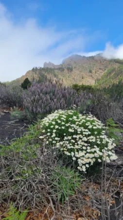 Volcán de Arafo