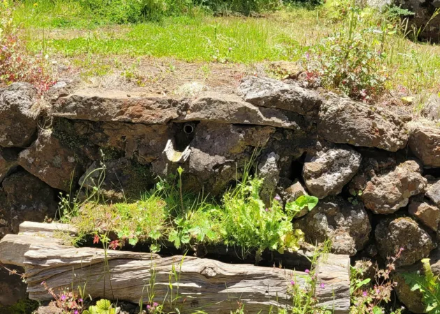 Corona forestal bosque de pino