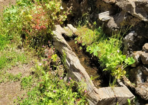 Corona forestal bosque de pino