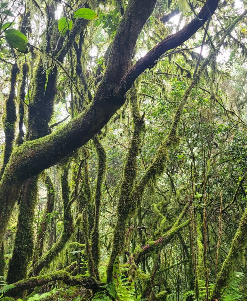 Anaga - Cruz del Carmen
