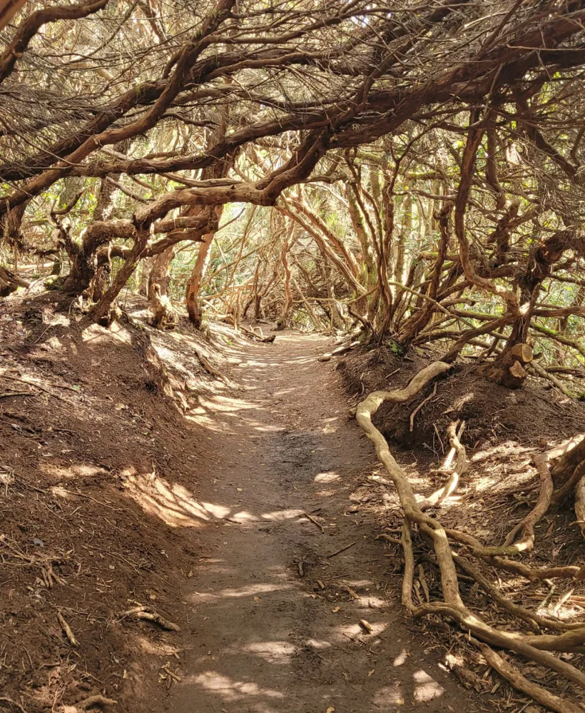 Anaga - Cruz del Carmen