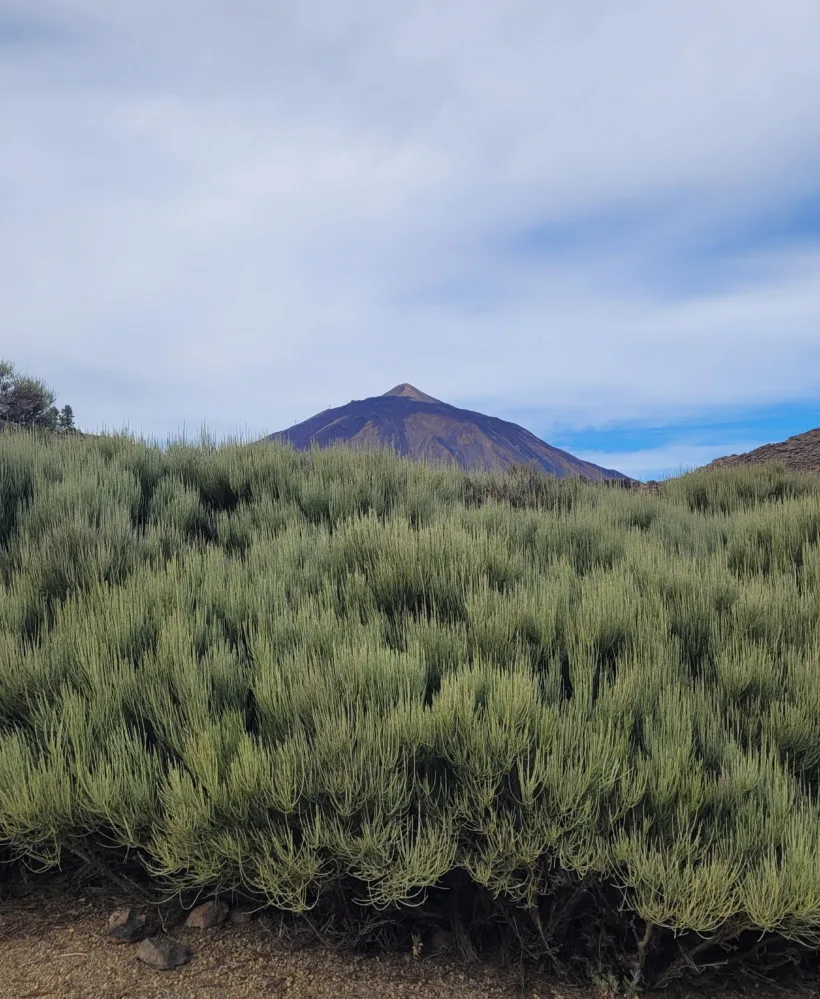 Parque nacional del Teide: Volcán El Cerrillar