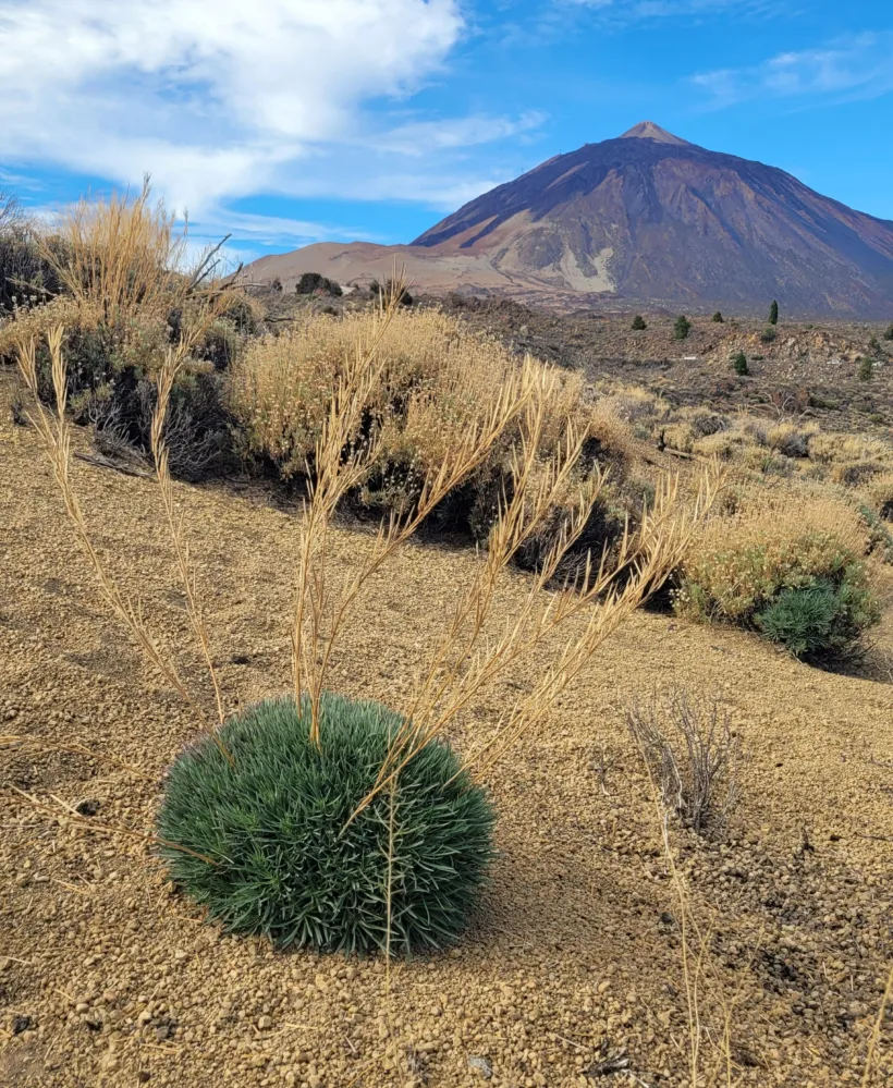 Parque nacional del Teide: Volcán El Cerrillar