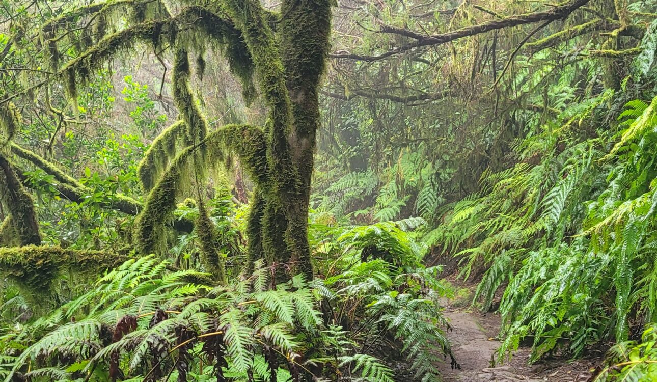 Laurisilva de Anaga