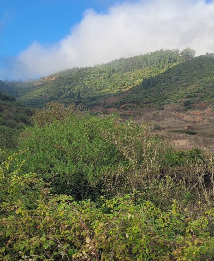 Teno Erjos