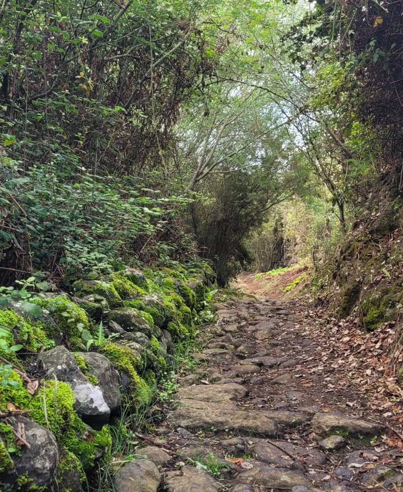 Teno Erjos