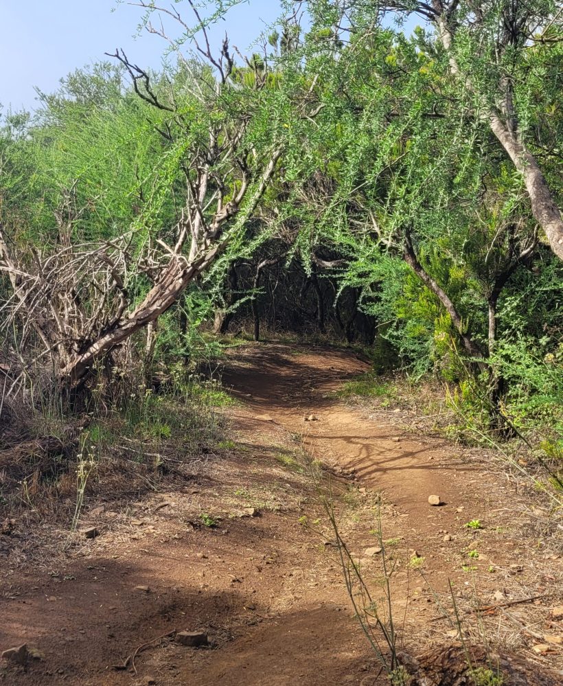 Teno Erjos
