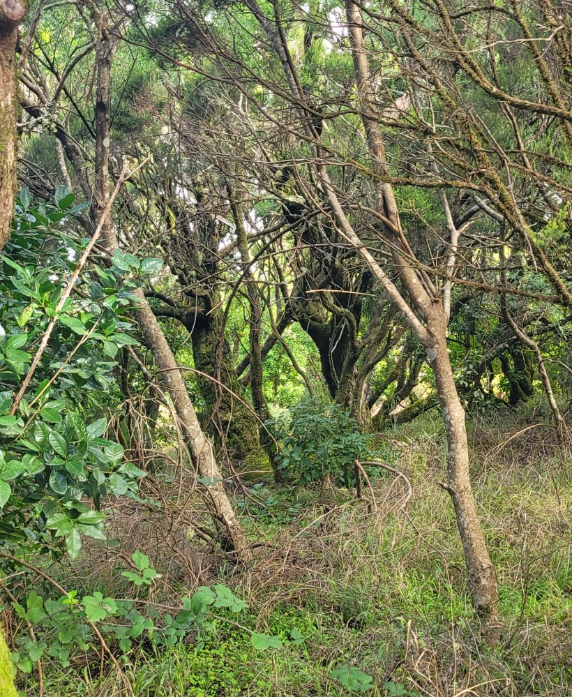 Teno Erjos
