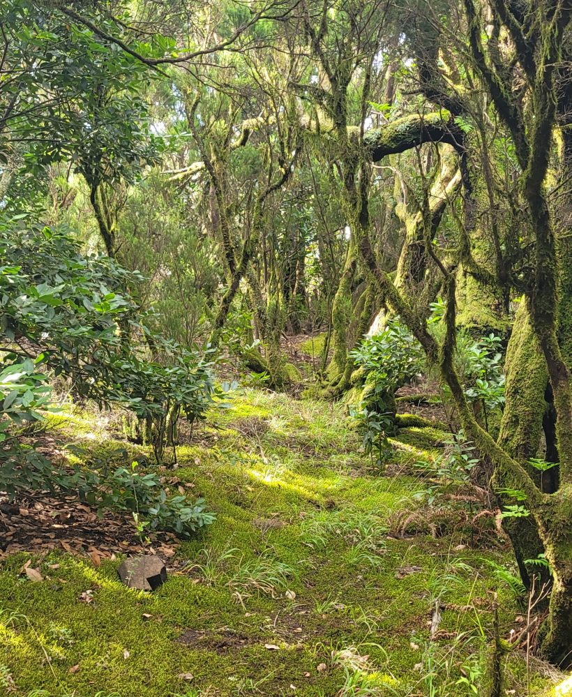 Teno Erjos